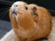 Guinea Pig - www.yummypets.com