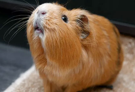 Guinea Pig - www.yummypets.com